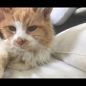 Meet your Posher, Dawn